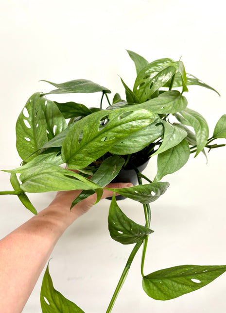 Epipremnum Cebu Blue