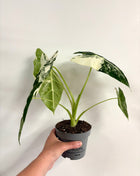 Alocasia Frydrek Variegata