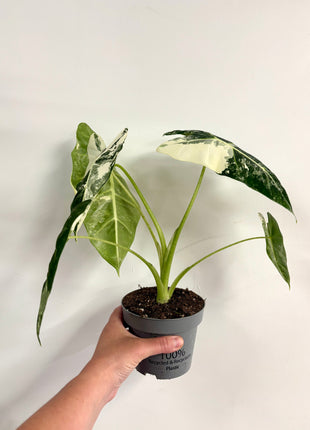 Alocasia Frydrek Variegata