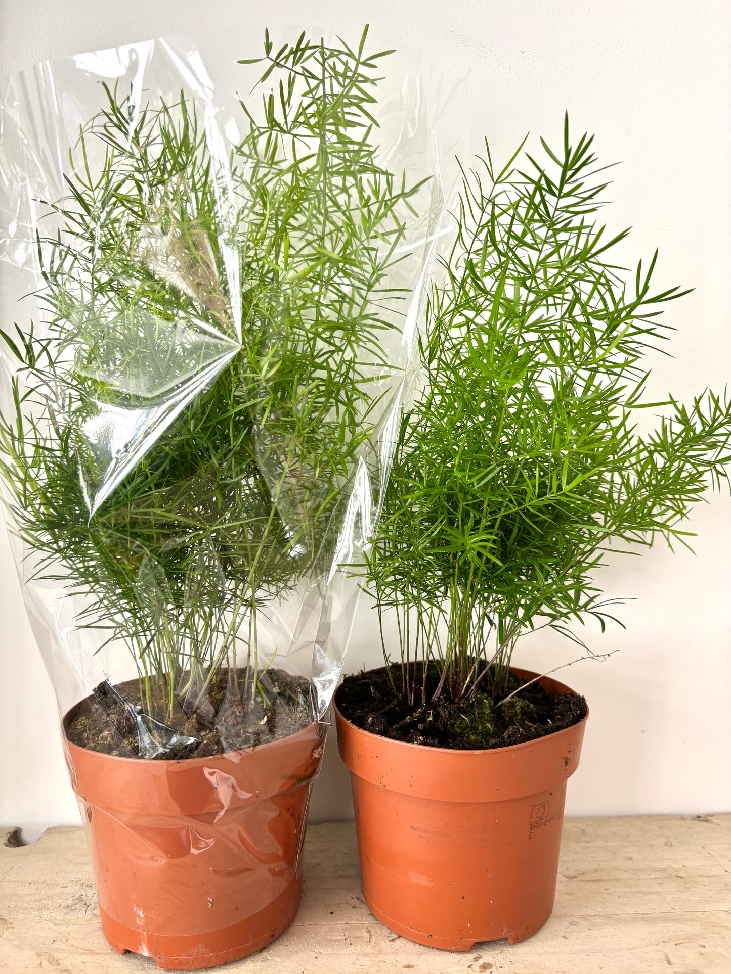 Asparagus Sprengeri Fern