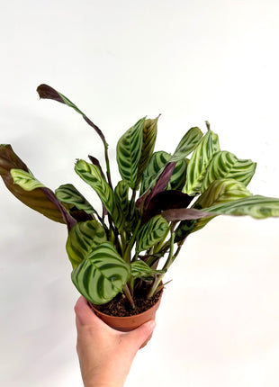 Ctenanthe Burle Marxii