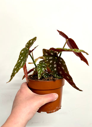 Begonia Maculata Silverspot