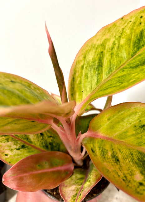 Aglaonema Salmon Fantasy