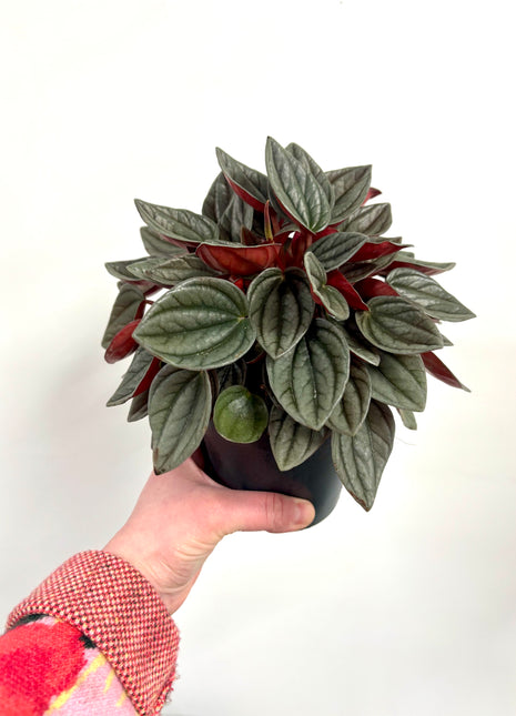 Peperomia Napoli Nights