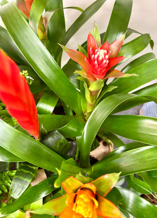Bromeliad Mixed