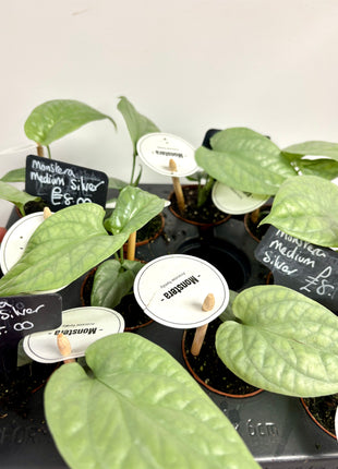 Monstera Amydrium Medium Silver