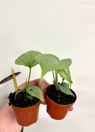 Monstera Amydrium Medium Silver