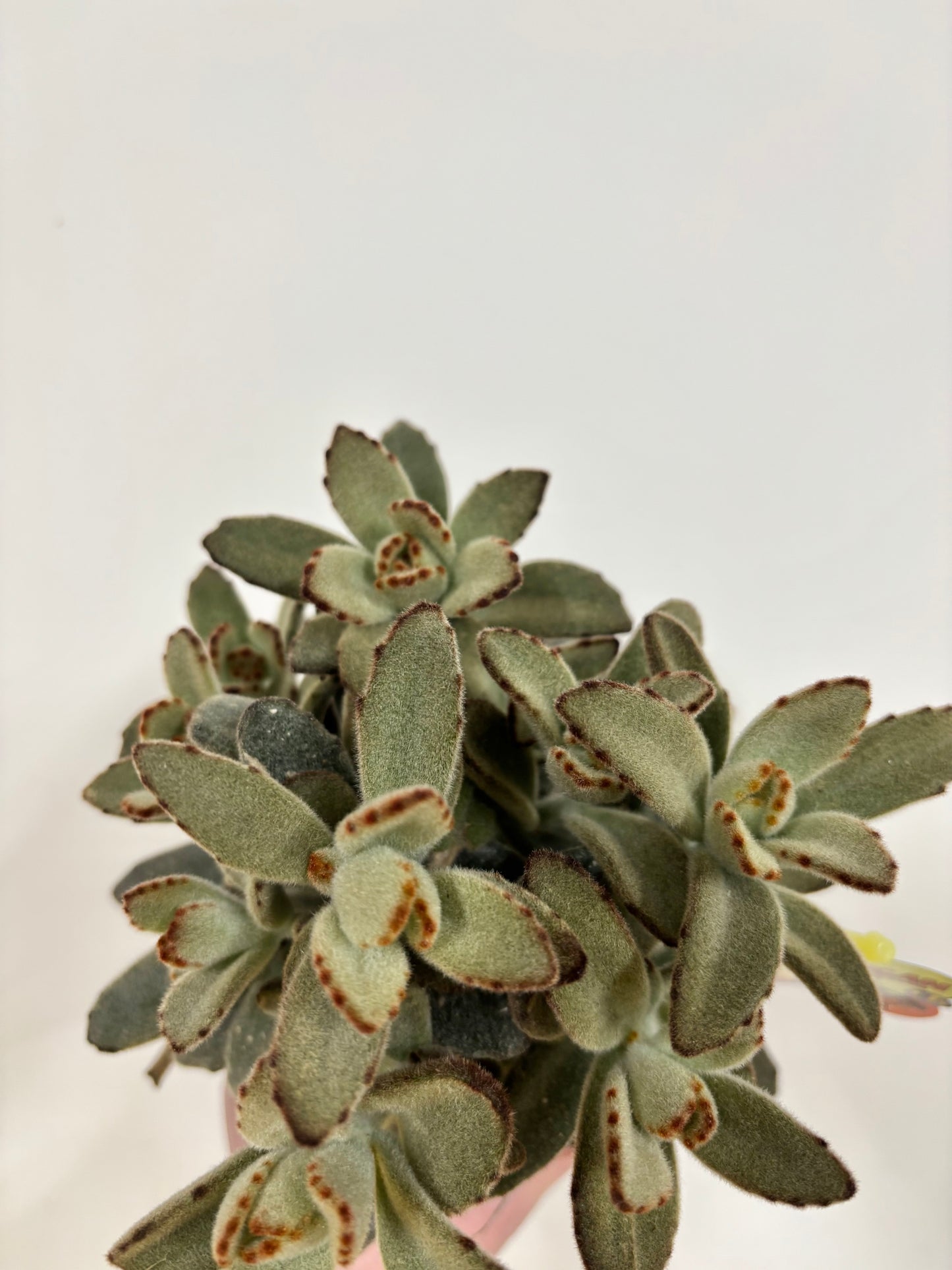 Kalanchoe Tomentosa