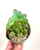 Adromischus Marianne
