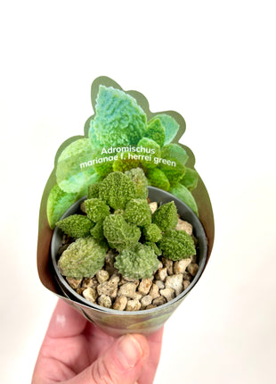 Adromischus Marianne