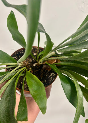Platycerium / Staghorn Fern