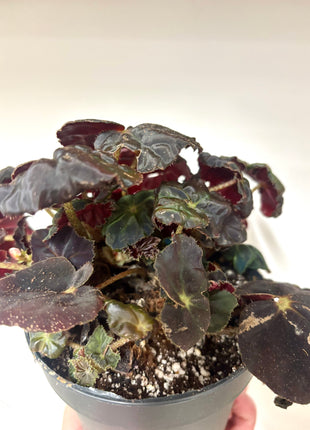 Begonia Rex Conga