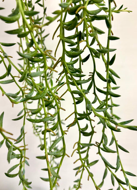 Senecio Radicans / String of Bananas