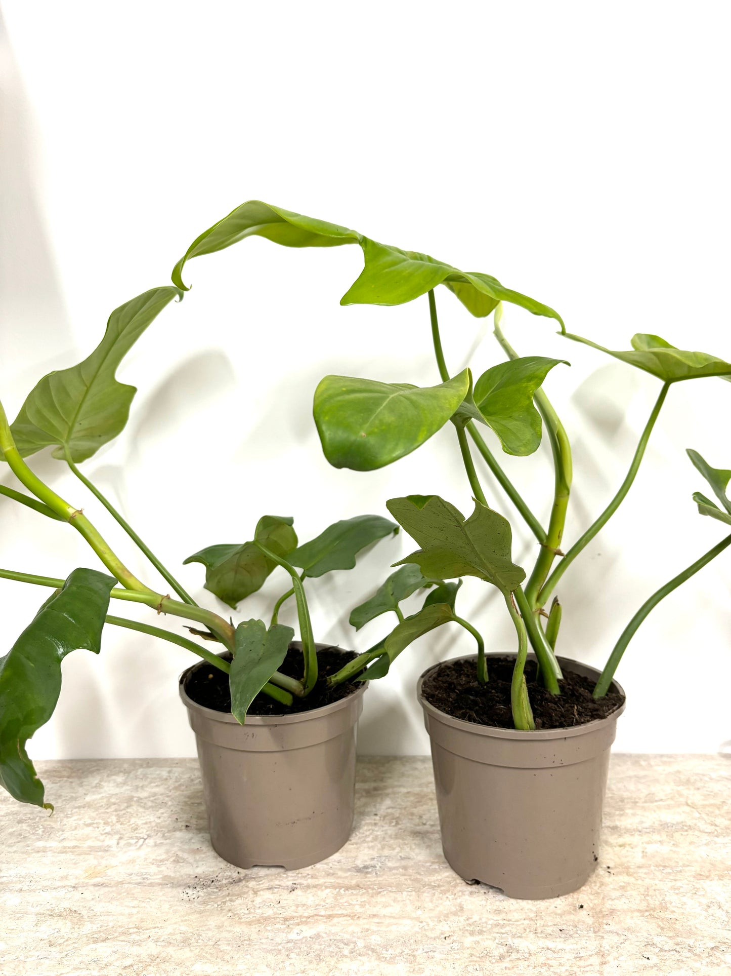 Philodendron Golden Violin