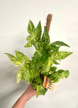 Pellonia Repens Variegata