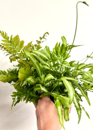 Mixed ferns