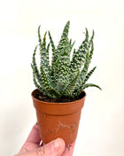 Aloe Humilis Shark