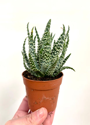 Aloe Humilis Shark