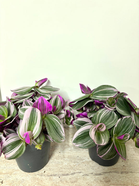Tradescantia Nanouk