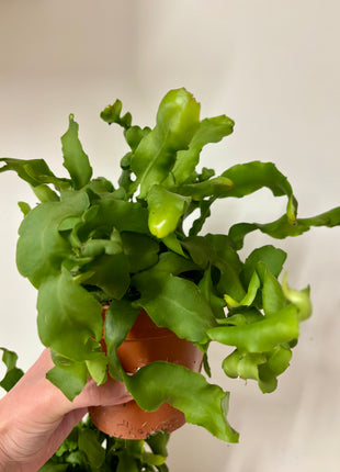 Epiphyllum Guatemalense