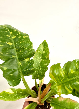 Philodendron Ring of Fire