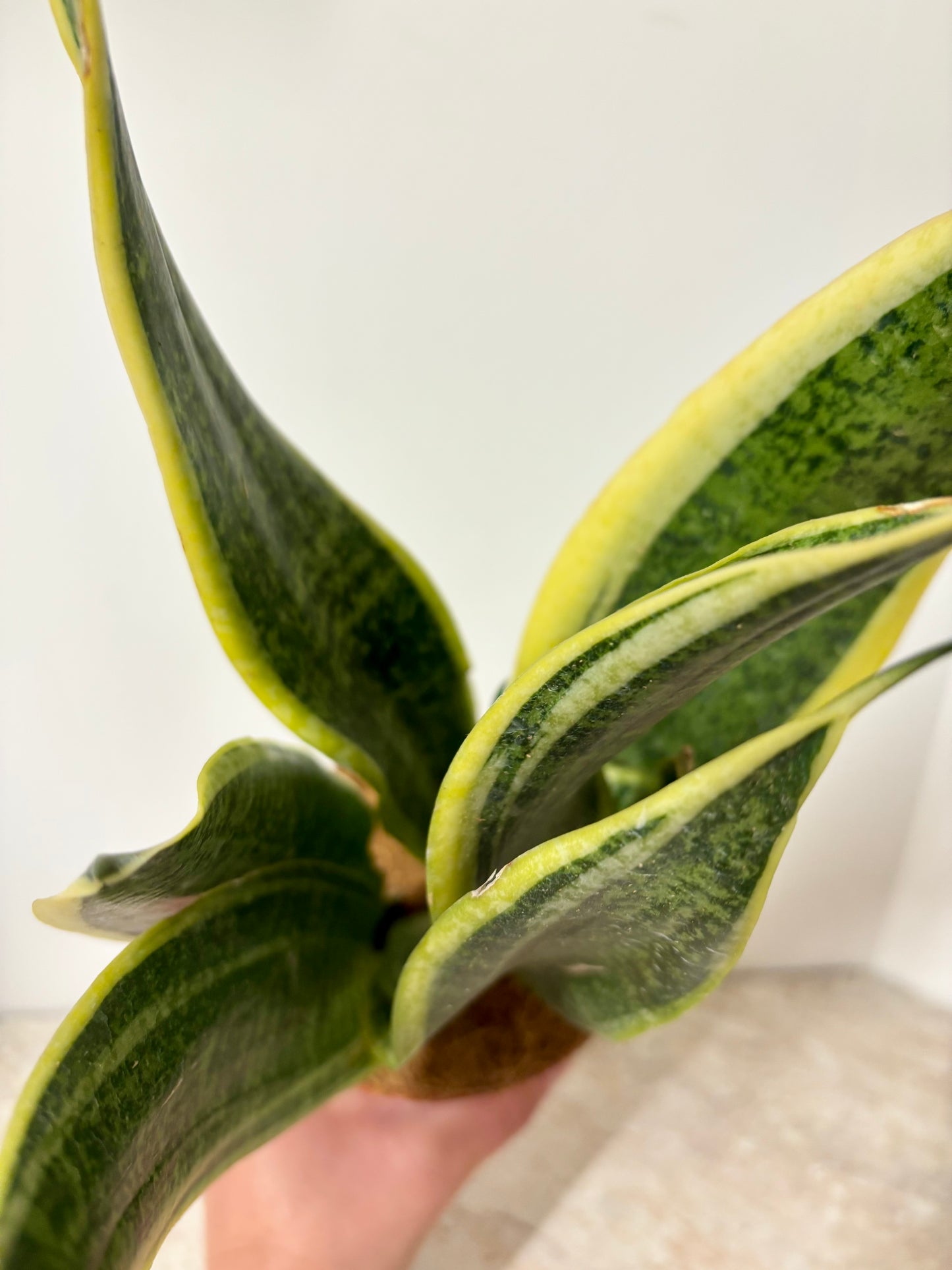 Sansevieria