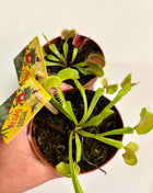 Venus flytrap/Dionaea Muscipula