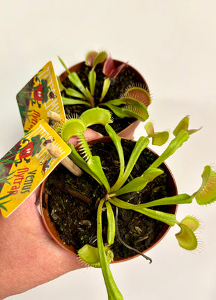 Venus flytrap/Dionaea Muscipula