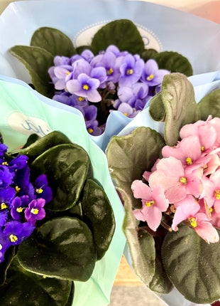 African Violet