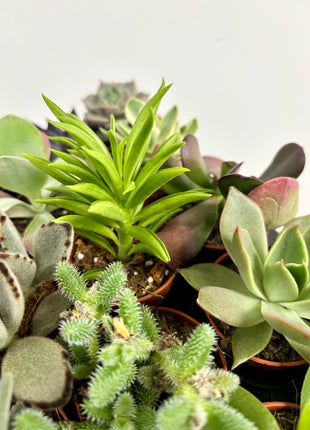 Succulents