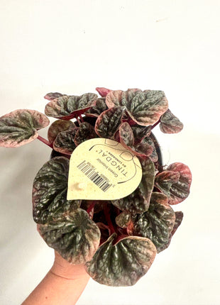 Peperomia Abricosa