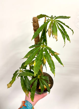 Anthurium Polyschistum