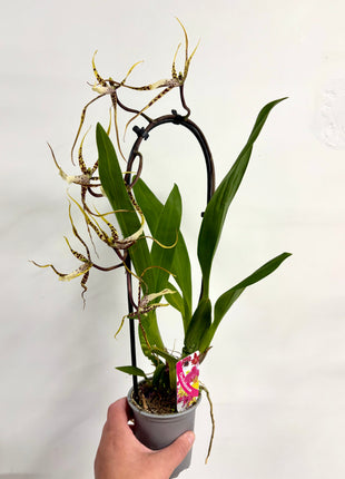 Cambria Orchid