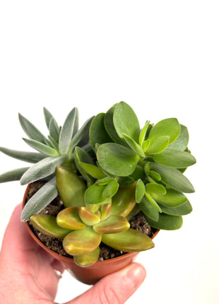 Mixed potted succulents