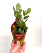 Xerosicyos Danguyi