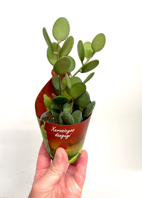 Xerosicyos Danguyi