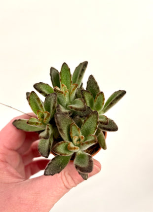 Kalanchoe Tomentosa