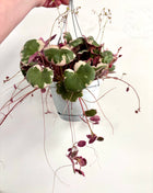 Saxifrage Stolonifera Tricolour /Strawberry Begonia