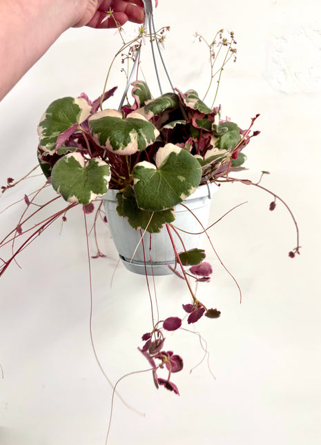 Saxifrage Stolonifera Tricolour /Strawberry Begonia