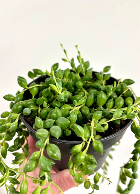 Senecio Herreianus/Tears