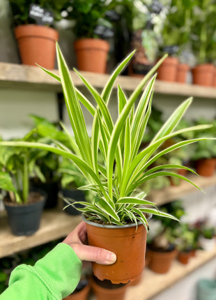 Chlorophyttum / Spider plant