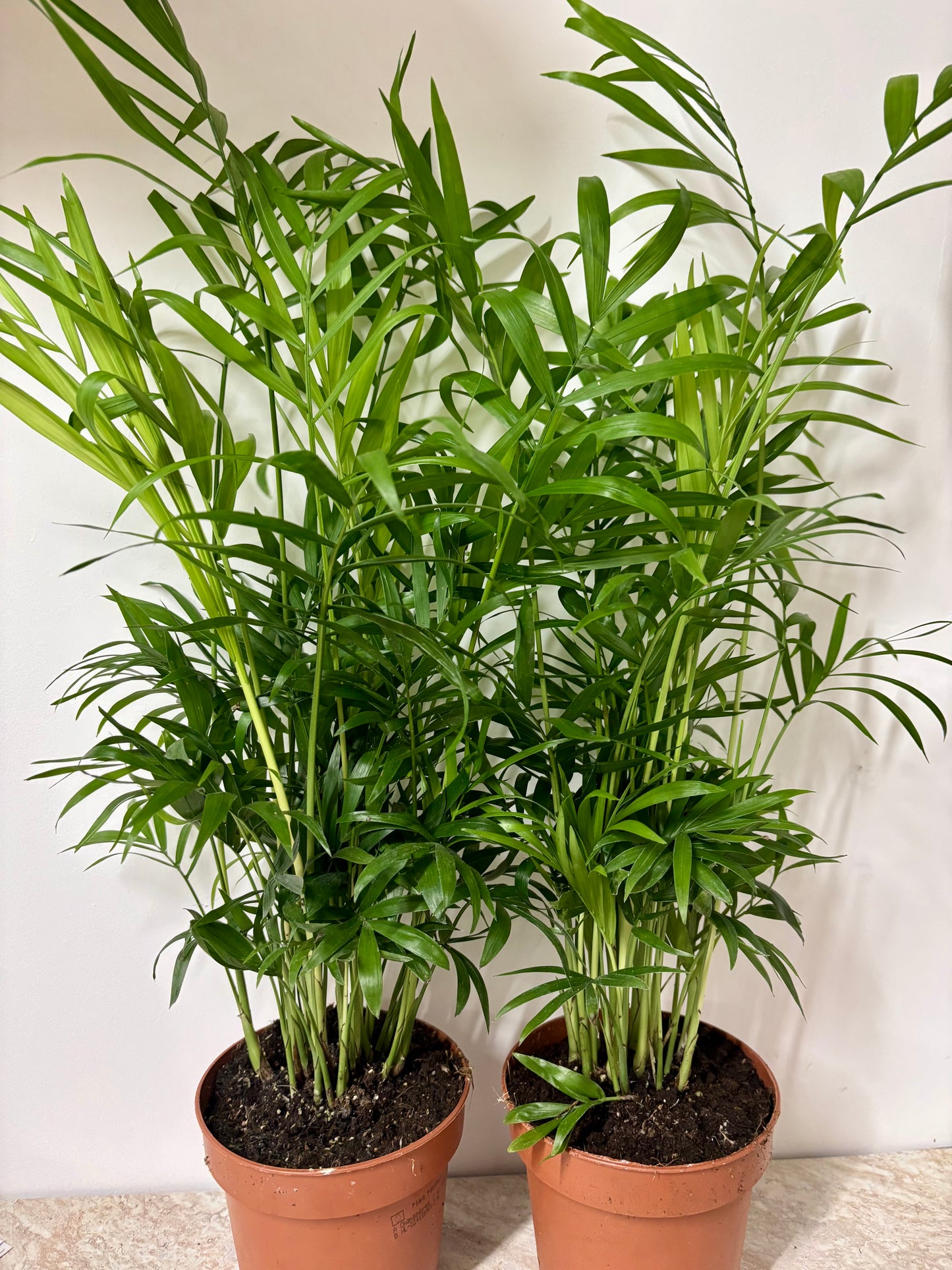 Chamaedorea Elegans