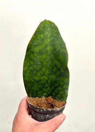 Sansevieria Whale Fin