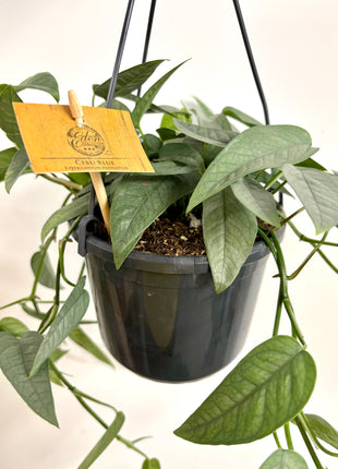 Epipremnum Cebu Blue