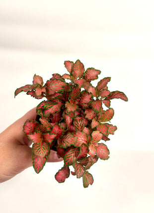 Fittonia - Pink/Red