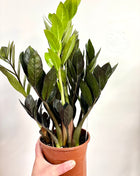 Zamio Zamiifolia / Black raven