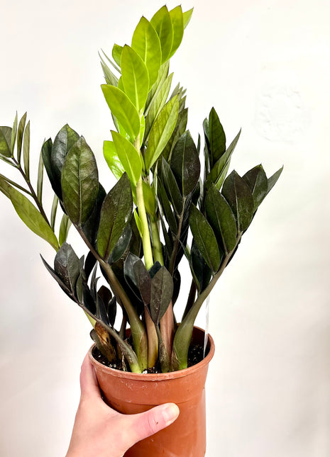 Zamio Zamiifolia / Black raven
