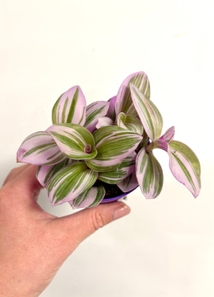Tradescantia Nanouk