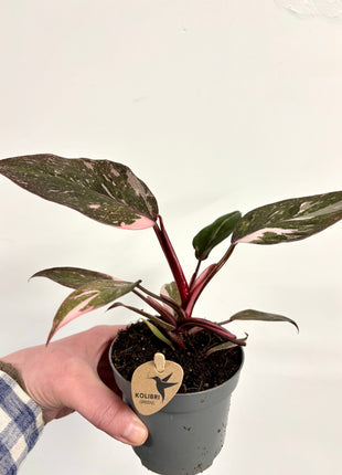 Philodendron pink princess marble