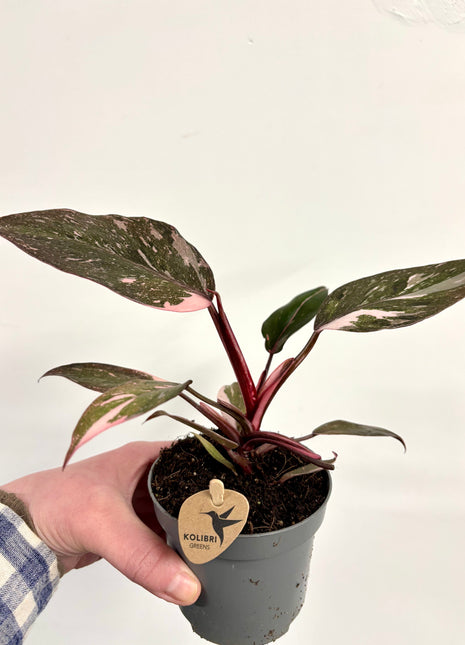 Philodendron pink princess marble